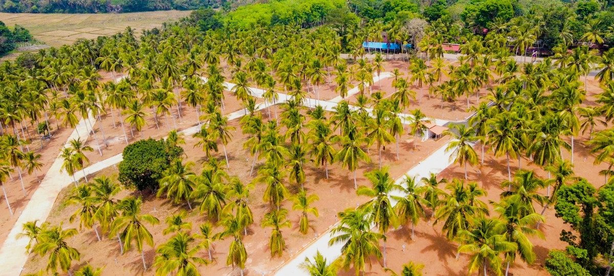 Aerial view of coconut plantation rows