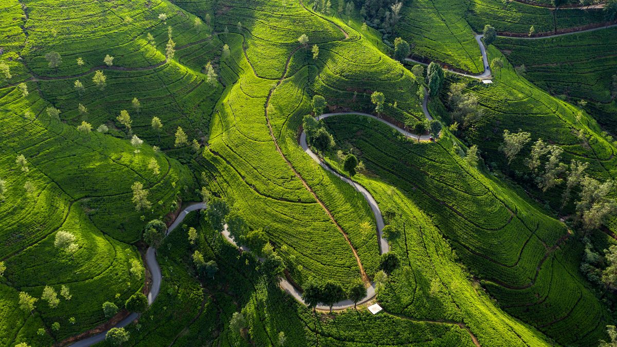 Aerial view of hill-country tea plantation terrain